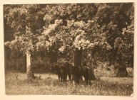 BIAŁOWIESKI PARK KRAJOBRAZOWY. Rezerwat ścisły - stado żubrów Bison bonasus