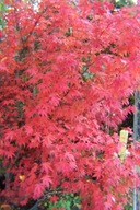 Klon czerwony atropurpurea szczepiony okaz 17 letni 200cm jednostronny inny