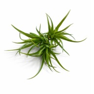 Roślina sztuczna sukulenty do terrarium dekoracja pustynna naturalny wygląd