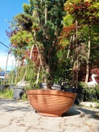 Cis hicksil 12 letni w misie nivak okaz inny