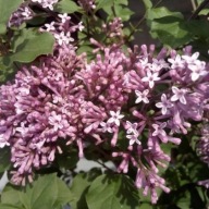 LILAK / BEZ KARŁOWY 'RED PIXIE' SYRINGA MINOR 'RED PIXIE' POJ. 3L