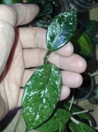 Hoya Hoja CARNOSA WILBUR GRAVES cięta