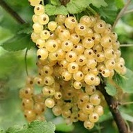 Porzeczka na pniu BIAŁA Z JUTERBOG