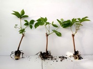 WINOBLUSZCZ pięciolistkowy dzikie wino BLUSZCZ pnącze