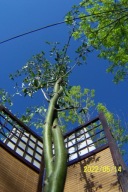 Złotokap szczepiony warkoczowy 200cm okaz inna