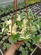 trzykrotka yellow hill XL