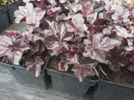 ŻURAWKA "OBSIDIAN" sadzonka doniczka 1,5 l