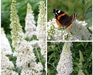 budleja dawida ,,WHITE PROFUSION'' MOTYLI KRZEW URZEKA