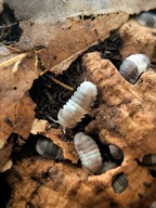 CUBARIS SP. PANDA KING 10 Sztuk prosionki ekipa sprzątająca