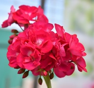 Pelargonia DUŻA INTERSPECIFIC Calliope L Hot Rose