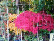 Klon czerwony dissectum 20 letni przewieszony jednostronnie inny