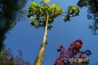 Klon Saiki szczepiony palmowy japoński pienny inny