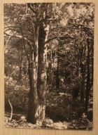 WIERZCHLAS. Rezerwat cisów, NISKI NAKŁAD - TYLKO 1000 SZTUK, 1965 rok