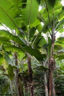 Zestaw nasion Bananowców 12 gatunków (75 nasion) - ŁATWE W UPRAWIE ODMIANY