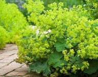 Przywrotnik ostroklapowy - 150 nasion