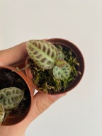 Labisia beccarii Turtle Back do wilgotnego terrarium