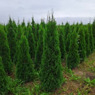Tuja Thuja ''Smaragd'' wys. 220cm Producent