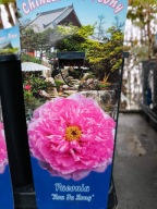 PIWONIA DRZEWIASTA PIĘKNO W TWOIM OGRODZIE DUŻE SADZONKI 2L