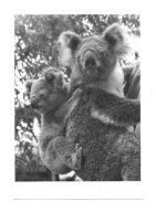 Pocztówka - Misie koala / Koala australijski z młodym