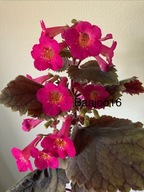 Achimenes MM's Janli - kłącze