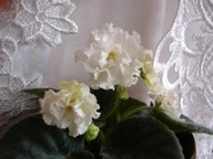 FIOŁEK AFRYKAŃSKI ### ŚLUBNY BUKIET ### SADZONKA