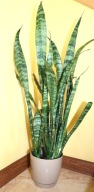 Sansevieria Gwinejska Black Coral trifasciata długie liście dwukolorowe