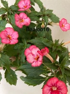 Achimenes Petite Marquise - 2 kłącza/odmiana mini