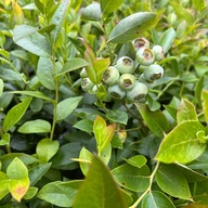 Borówka amerykańska 'Darrow' (Vaccinium) P13