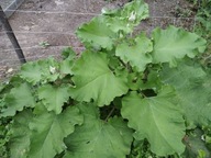 Łopian Większy Nasiona Naturalne 50g