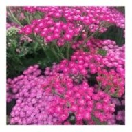 Krwawnik Pospolity Ciemnoróżowy Sadzonka P9