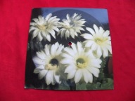 ANDRZEJ I ELIZA idzie na deszcz / mój powrót POCZTÓWKA DŹWIĘKOWA 1978 NM