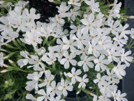 Floks szydlasty biały