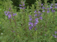 Pszczelnik Mołdawski nasiona 1000szt ***