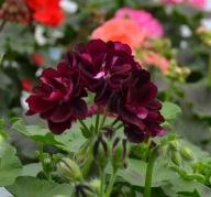 Pelargonia ZWISAJĄCA peltatum Grandeur Ivy Velvet