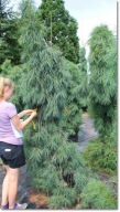 Pinus strobus 'Boyko's Blue Falls' - Duża !!!