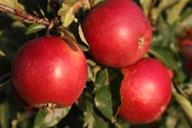 Jabłoń ELIZA zimowa odmiana deserowa Producent