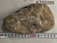 Skamieliny koralowce minerały