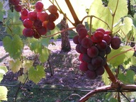 WINOROŚL Sadzonki winogron-FREDONIA-deserowa -30C