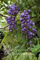 glicynia 'Violacea Plena' Wisteria 'Black Dragon