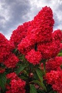 Hortensja bukietowa FRAISE MELBA sadzonka 5l