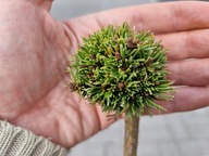 JAK PIŁECZKA DO PING PONGA Sosna górska 'Tuffet' C5