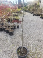 JUDASZOWIEC KANADYJSKI "WHITEWATER" Cercis canadensis