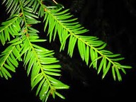 ŻYWE NATURALNE GAŁĄZKI Z CISA 50 SZTUK PO 50 CM NA WIANKI STROIKI GIRLANDY