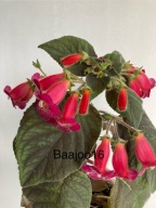 Kohleria HCY's Big Smile - kłącze