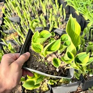 Funkia Hosta 'Bold Edger' W DONICZCE, wiele sadzonek