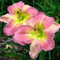 Liliowiec Frisky Cissy