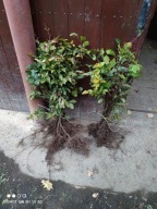 Buk pospolity 60 cm - 90 cm. Pakiet 25 sztuk