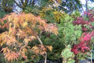 Klon dissectum zielony pomarańczowy szczepiony przewieszony palmowy inny