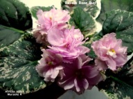 Fiołek afrykański @cięty liść @ Rebel's Rose Bud @ standard