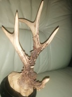 Rogi koziołek polny.